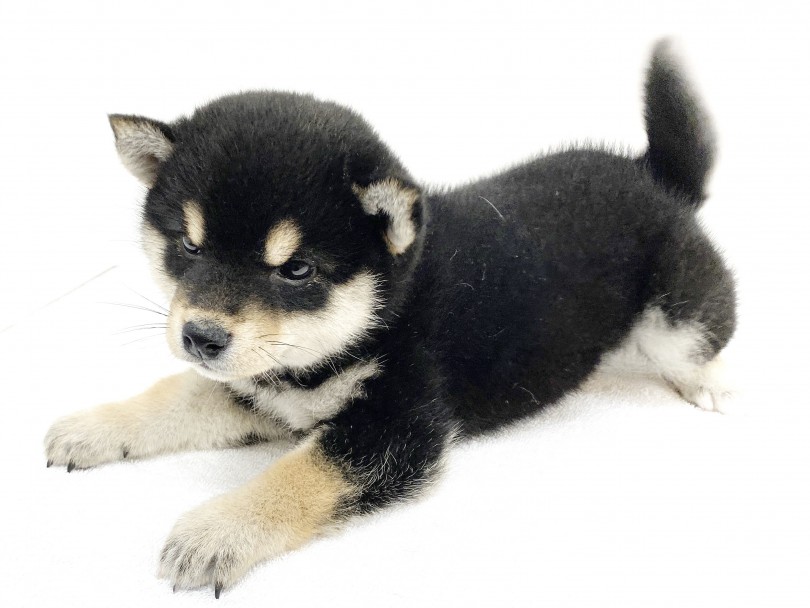 お外にデビューできるのが6月の頭を予定 | 柴犬 （6130881） - 大倉山店