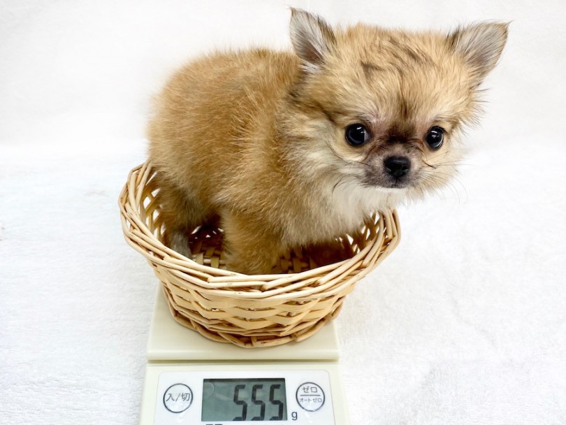 成犬時は極小サイズ！？小さめムチムチBODY | チワワ （120251） - 今宿店
