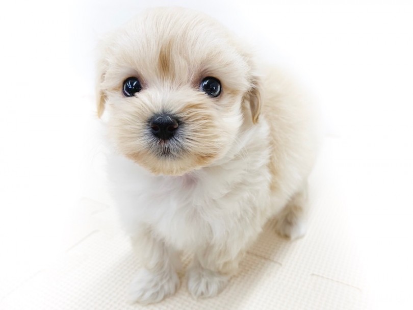 可愛いお顔はどっちに似てる？手よりも小さいサイズ感 | MIX犬 （814589） - 相模大塚店