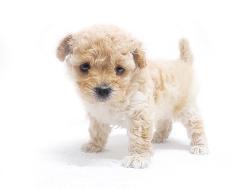 お迎え後にはマルワンのリモートサポートと2週間後の無料レクチャーを利用できる！ | MIX犬 （119212） - 梅島店