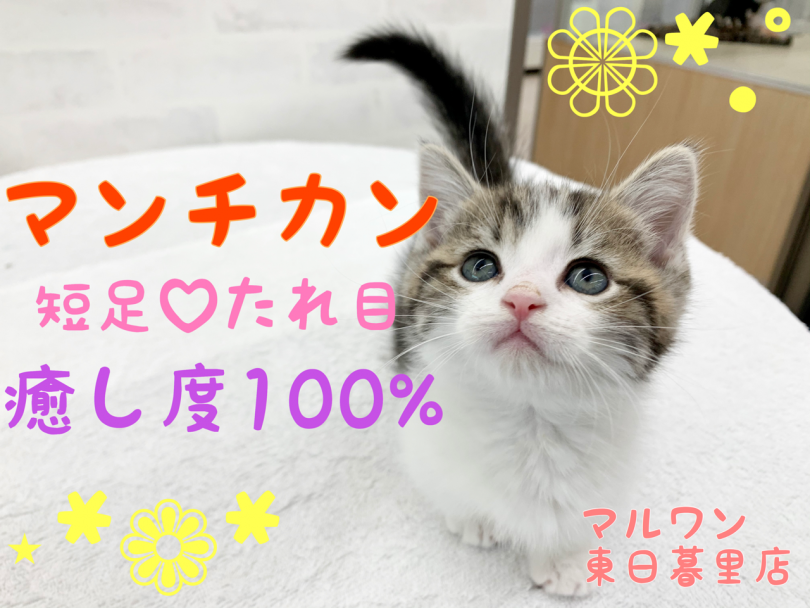 【 マンチカン 】短足タレ目なベイビー登場！お腹見せちゃう甘えん坊ボーイ！