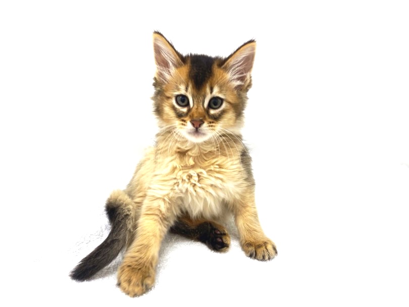 ふわふわの柔らかい毛質が特徴で『きつねのような猫』 | ソマリ （140380） - 横浜 元町店