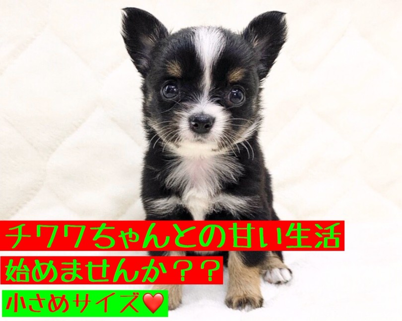 【 チワワ 】小さめサイズの天使降臨♪甘々な生活をあなたに！