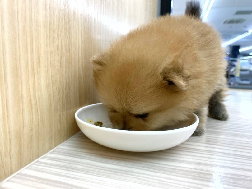 ゴハンが大好きな健康優良犬 | ポメラニアン （914540） - 志村坂下店