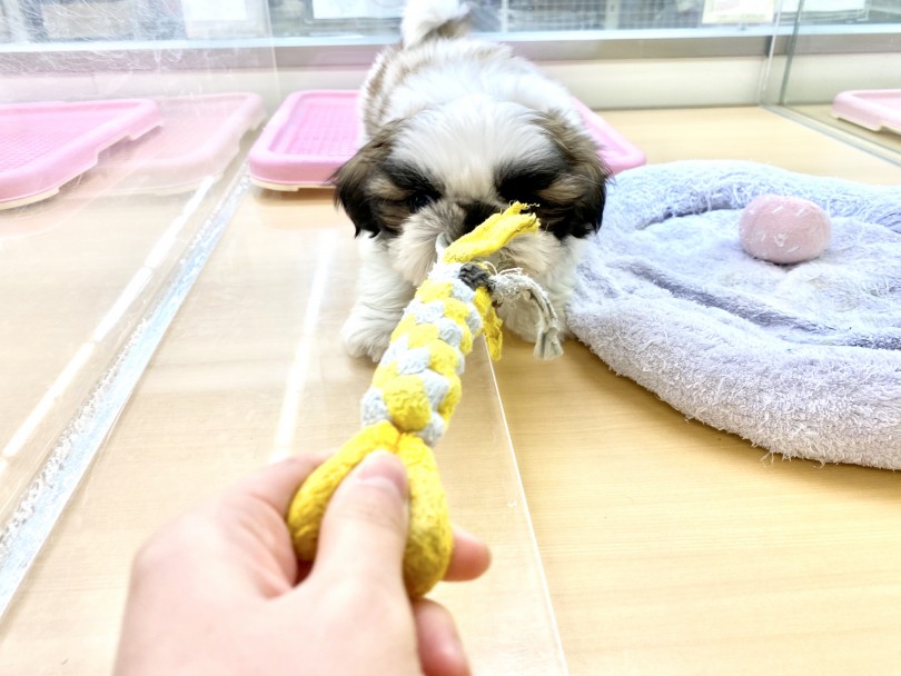 遊びを通じての運動が大切！ | シーズー （118423） - 城山店