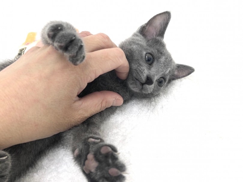 はじめてネコちゃんを飼う方にもとてもオススメ | ロシアンブルー （713690） - 鶴見店