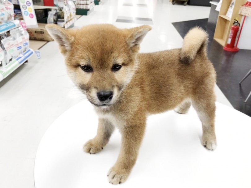 ぜひ一度お店に逢いに来てください♡ | 柴犬 (119206) - 梅島店