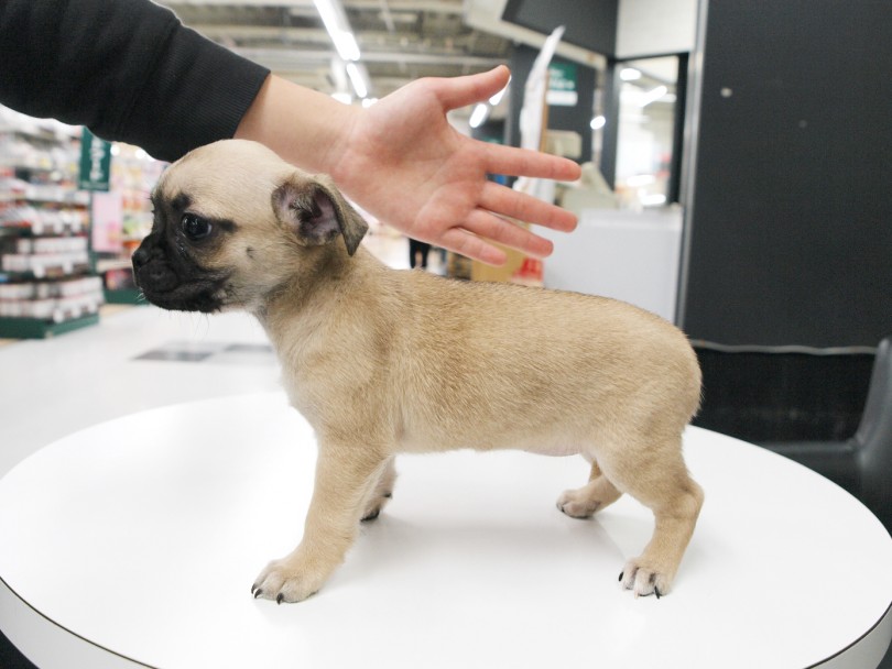 体はムチムチパグ体型 | MIX犬 チワパグ （119207） - 梅島店