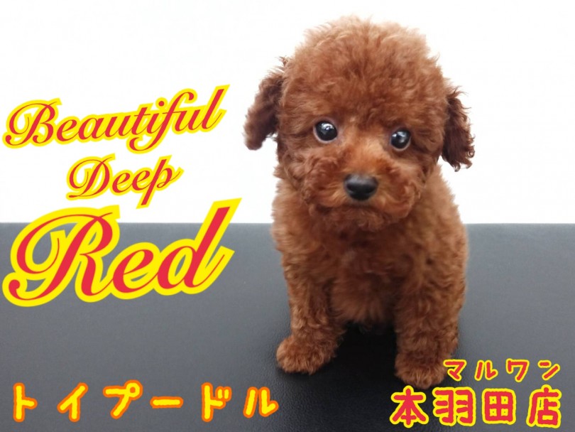 【 トイプードル 】濃いめレッドのベイビープードルがやって来た！！