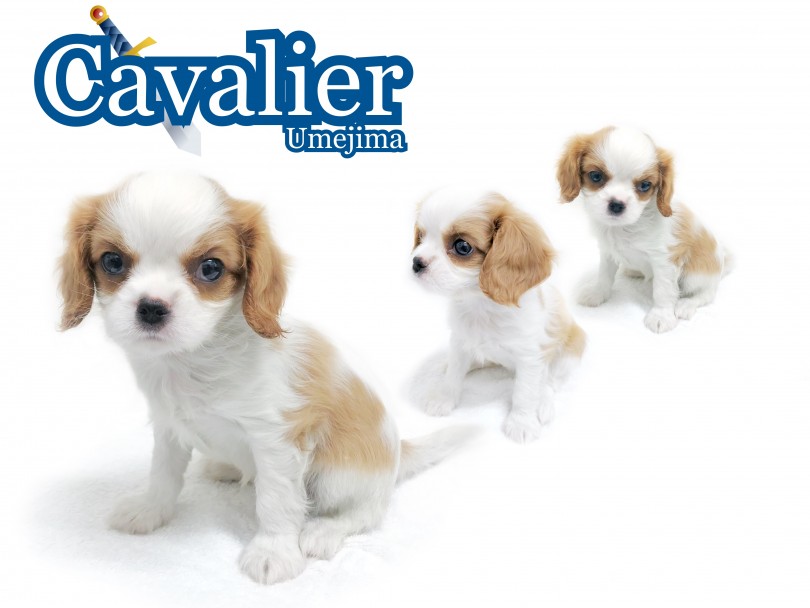 【 キャバリア 】可憐で美しいブレンハイムの偉大なる名犬登場！