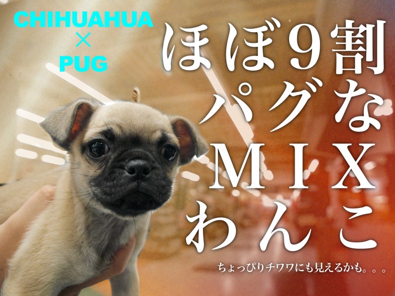 【 チワパグ 】チワワ1割・パグ9割！幅広い年齢層にオススメMIX犬登場！