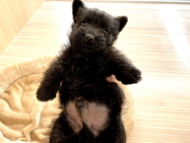 片手へそ天もされるがままの良い子ちゃん | スコティッシュテリア （150055） - 東川口店