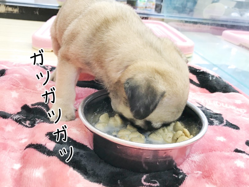 食欲旺盛のパグちゃん | パグ （119215） - 梅島店