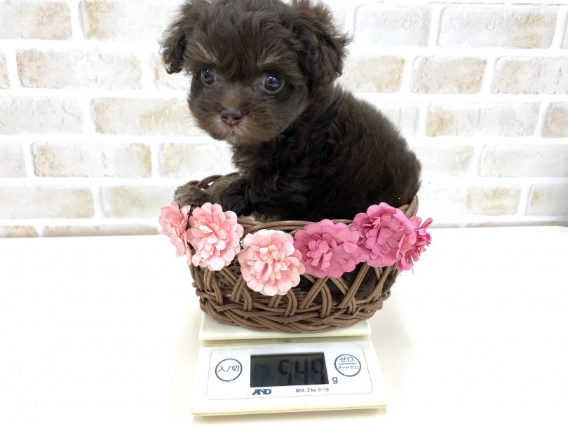 MIXちゃんは小さめサイズ | MIX犬 （713691） - 鶴見店