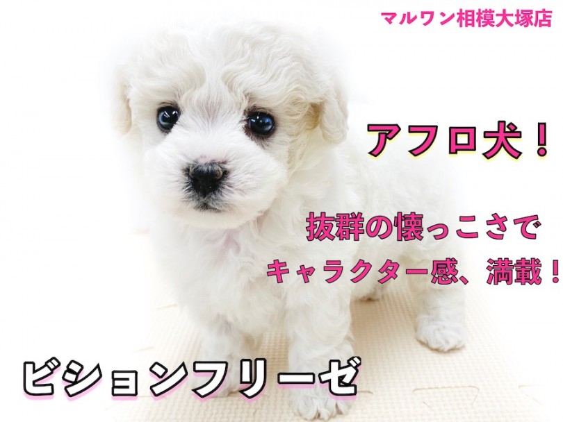 【 ビションフリーゼ 】パウダー・パフが特徴のアフロ犬！マスコット的容姿に注目！