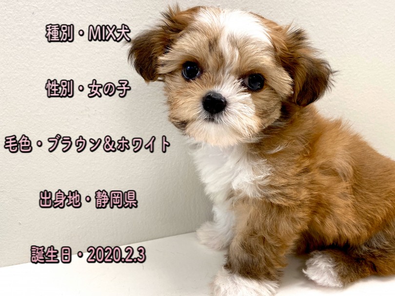 チワワ×シーズーの女の子 | MIX犬 （150061） - 東川口店