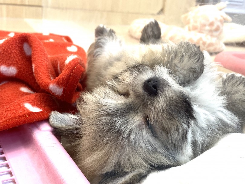 成長を楽しんで見守ってください | MIX犬 （6130887） - 大倉山店
