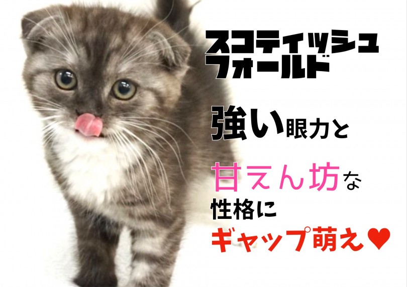 【 スコティッシュフォールド 】強い眼力と甘えん坊な性格にギャップ萌え！！