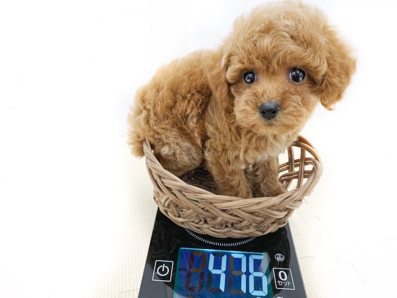 成犬時には1.8~2.3kg程を予想 | トイ・プードル （814586） - 相模大塚店