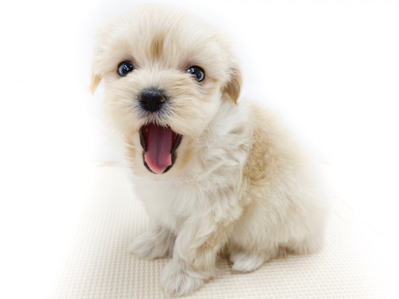 子犬らしさ全開！あくびと寝姿が可愛すぎる！ | MIX犬 （814589） - 相模大塚店