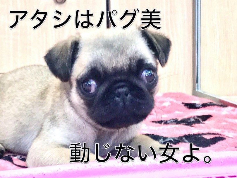 パグちゃんの二コマ劇場「初めての硬いおもちゃ編」 | パグ （119215） - 梅島店