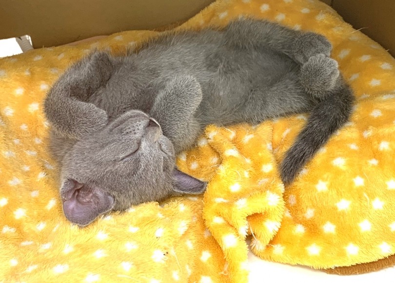 猫ちゃんは狭い所や暖かい所を好みます | ロシアンブルー （713690） - 鶴見店