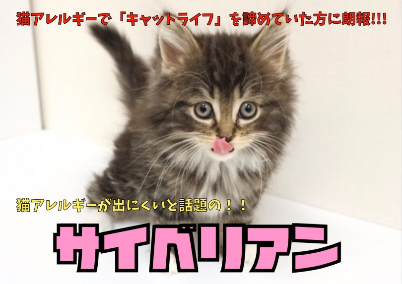 【 サイベリアン 】犬のような性格とアレルギーが出にくいと話題の猫！
