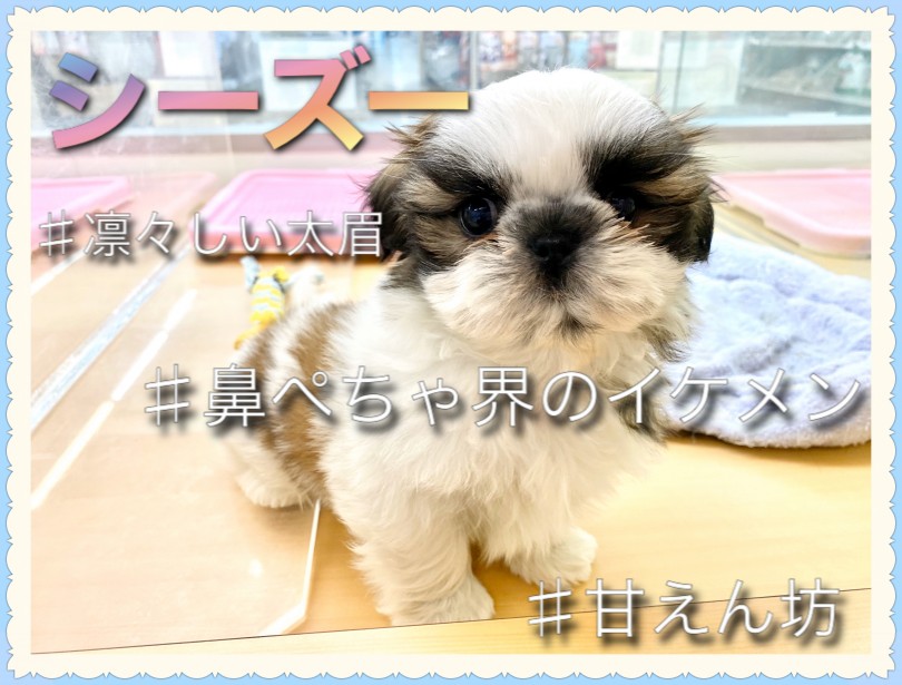 【 シーズー 】可愛い魅力が満載！ホワイト&ゴールドの甘えんぼ男の子