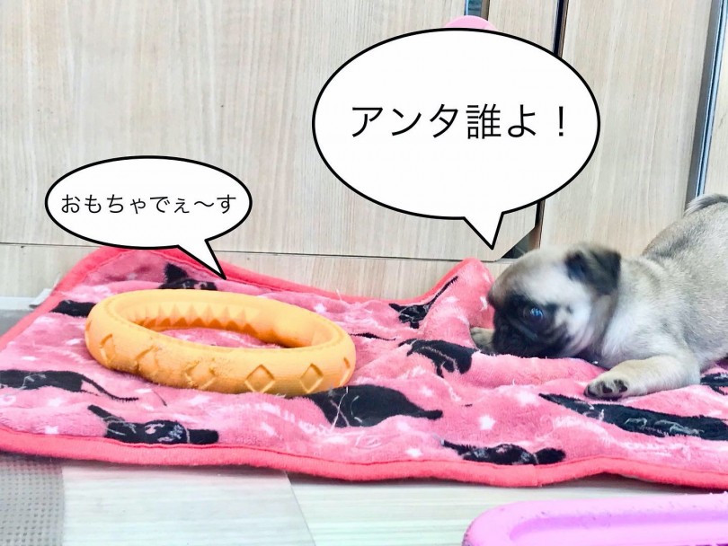 パグちゃんの二コマ劇場「初めての硬いおもちゃ編」 | パグ （119215） - 梅島店