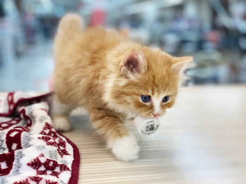 ペットボトルキャップをせっせと自分のベッドに運ぶラガマフィンくん | ラガマフィン （120252） - 今宿店