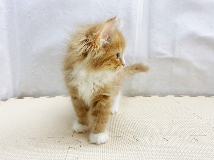 初めて猫を迎えたいと考えている方でも飼いやすい猫種 | ラガマフィン （120252） - 今宿店