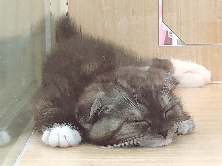 他の猫よりも運動量少なめでドタバタしない♪ | スコティッシュフォールド （6130879） - 大倉山店