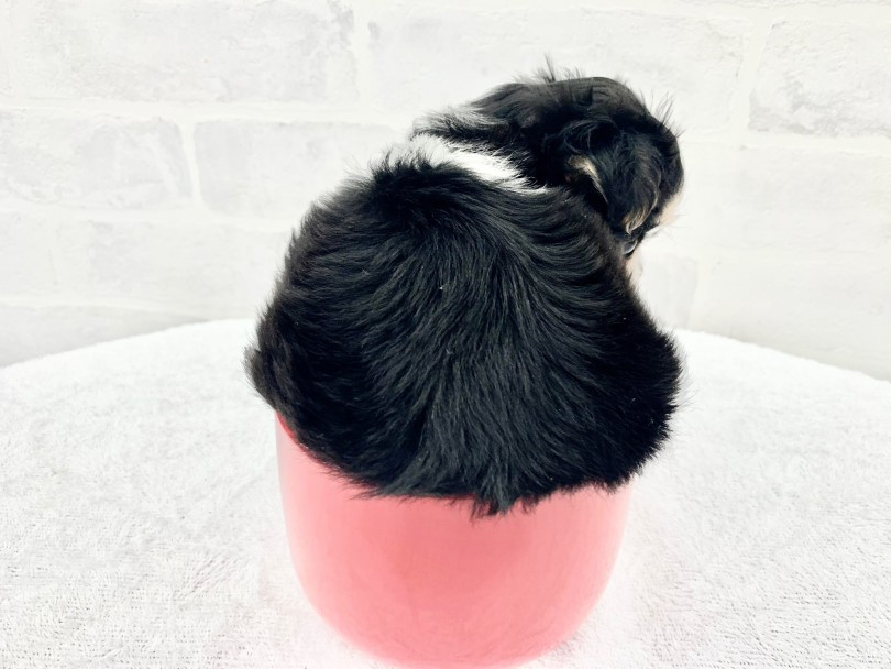 マグカップには入るけど少しあふれてしまっている感じがなんとも愛らしい♡ | MIX犬 （014304） - 東日暮里店