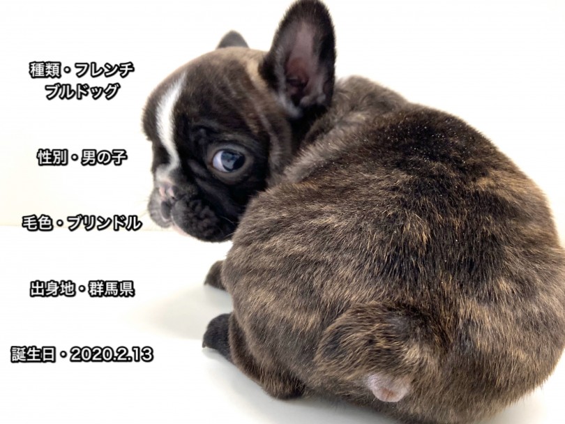 フレンチブルドッグのパーソナルデータ | フレンチブルドッグ （150057） - 東川口店