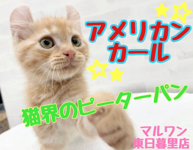 【 アメリカンカール 】くるりんお耳がチャームポイント！猫界一のピーターパン！