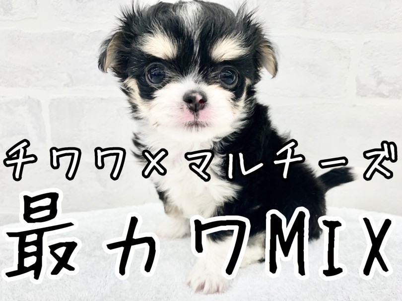 【 チワマル 】最カワの組み合わせMIX！人気沸騰中のチワワ×マルチーズ登場！