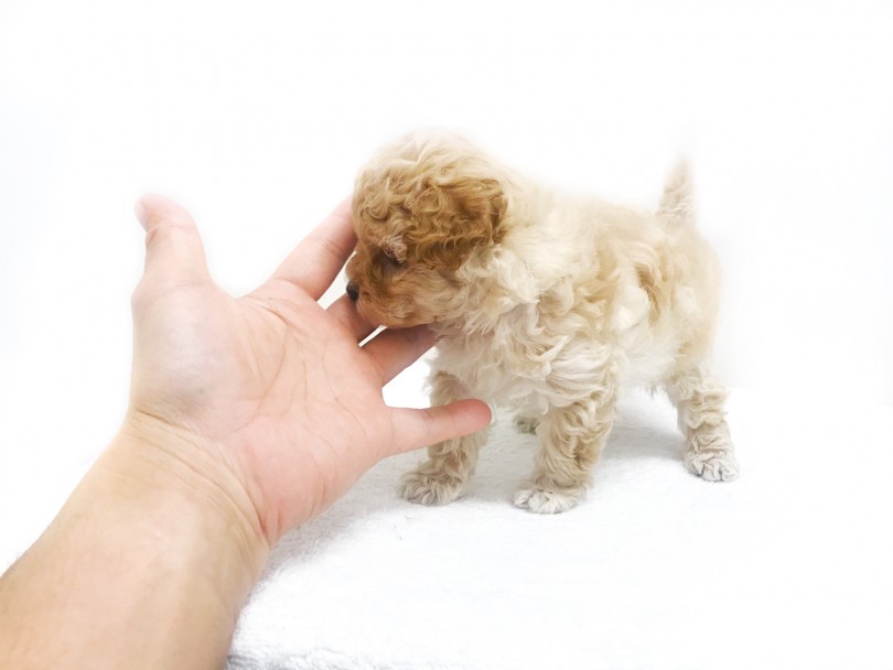 成犬時推定2~2.5kg予想！ | MIX犬 （119212） - 梅島店