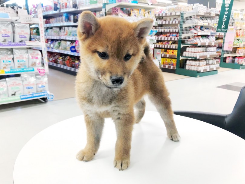 がっしりとしたバランスの良い体つき! | 柴犬 (119206) - 梅島店