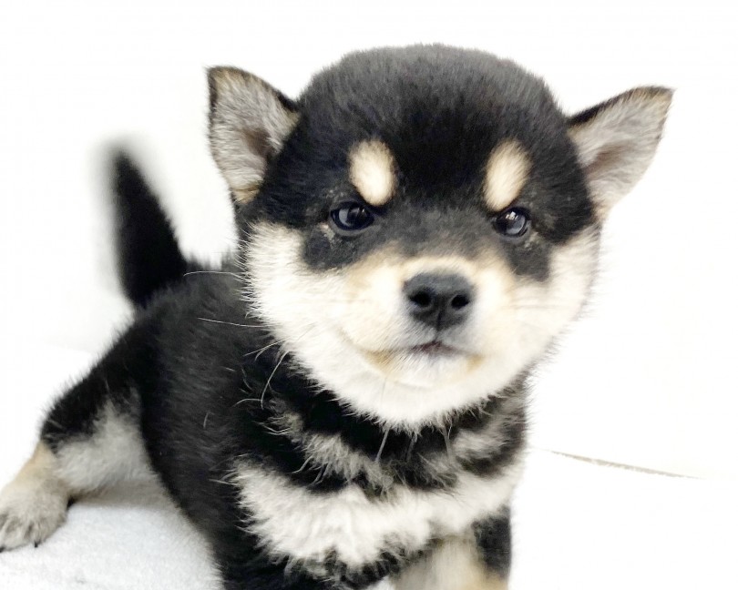 このキレイな丸！！見事な丸顔◯ | 柴犬 （6130881） - 大倉山店