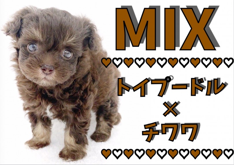 【 MIX 】アニメの世界からやってきた！魅力的なオリジナリティ溢れるチワプー！