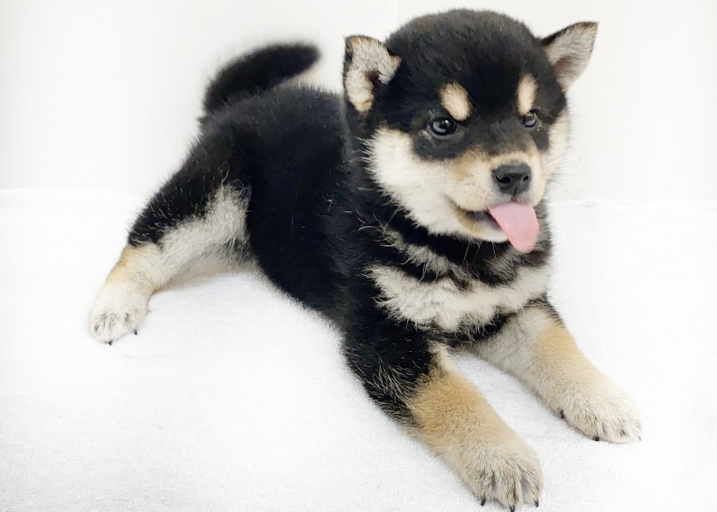 さすが大和撫子！クールビューティーに見せる麻呂眉 | 柴犬 （6130881） - 大倉山店