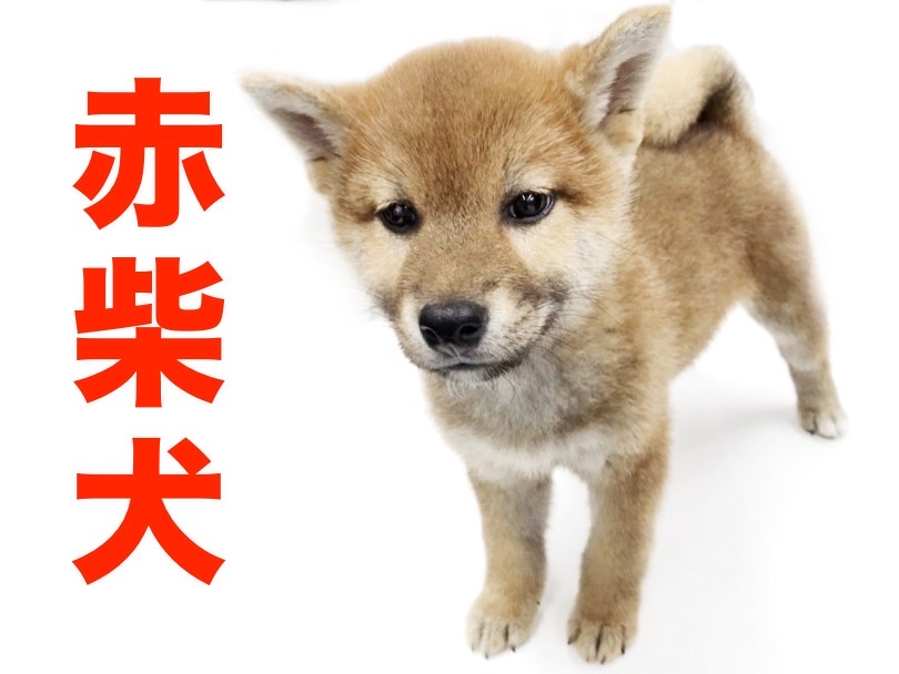 【 柴犬 】ご飯大好き！運動大好き！元気な赤柴男の子がやってきた！