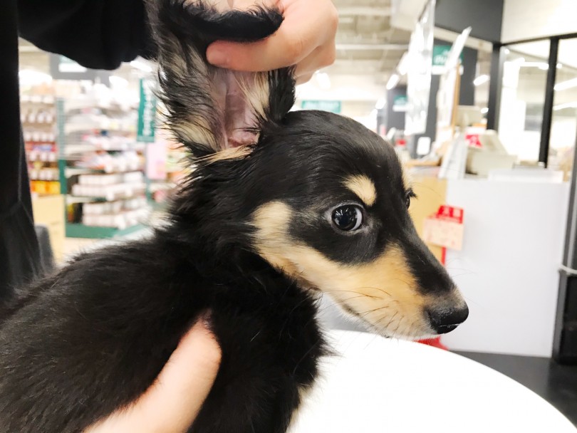 ダックスの飼いやすいポイント③ おうちでらくらく耳掃除 | ミニチュア・ダックフント （119208） - 梅島店