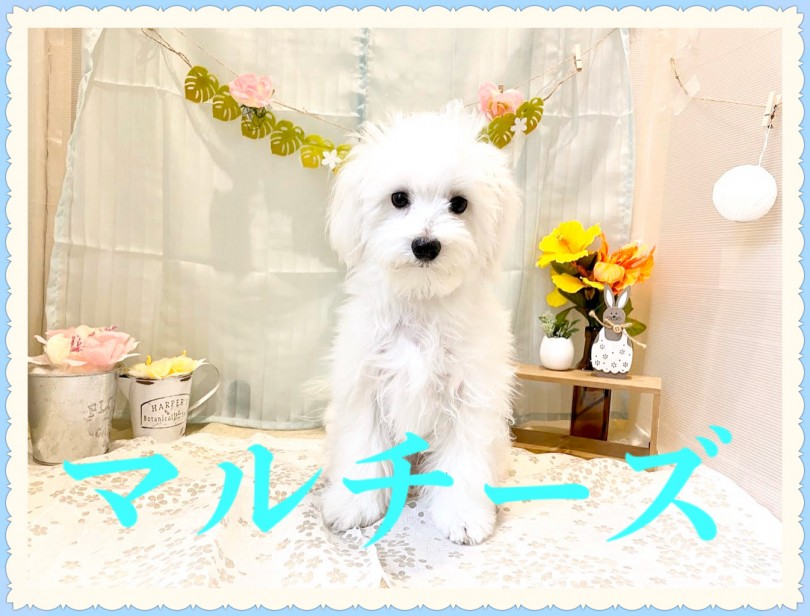 【 マルチーズ 】ホワイト犬代表！甘えんぼの男の子