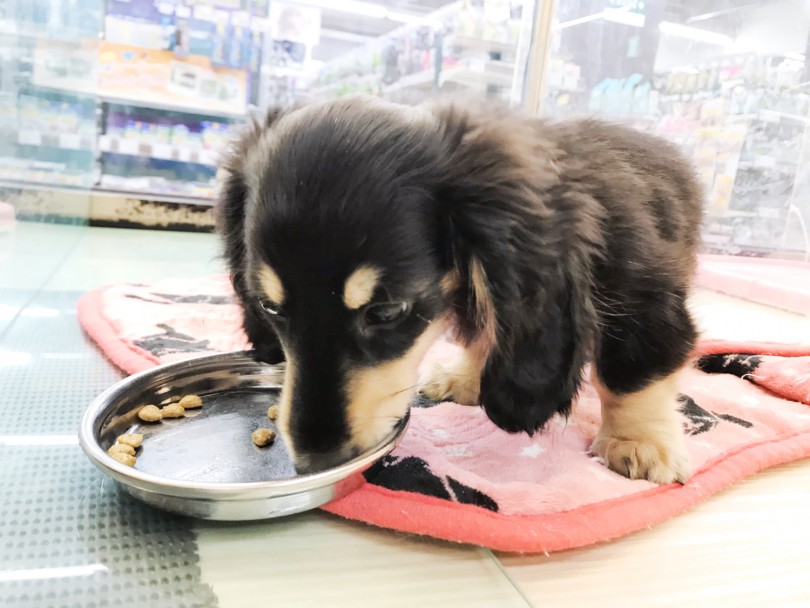 ダックスの飼いやすいポイント② 食欲旺盛、胃袋が丈夫！ | ミニチュア・ダックフント （119208） - 梅島店