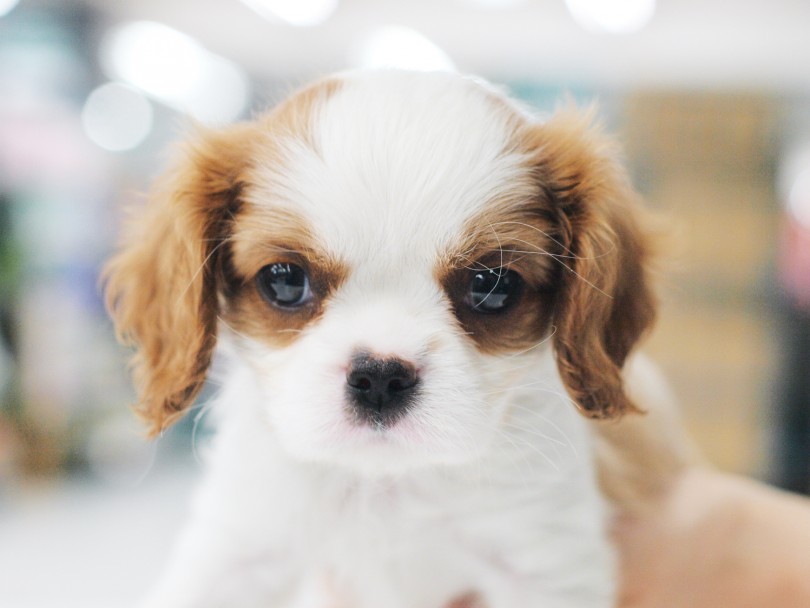 犬種の中で最も性格が良いと評判のキャバリアちゃん | キャバリア・キングチャールズ・スパニエル （119214） - 梅島店