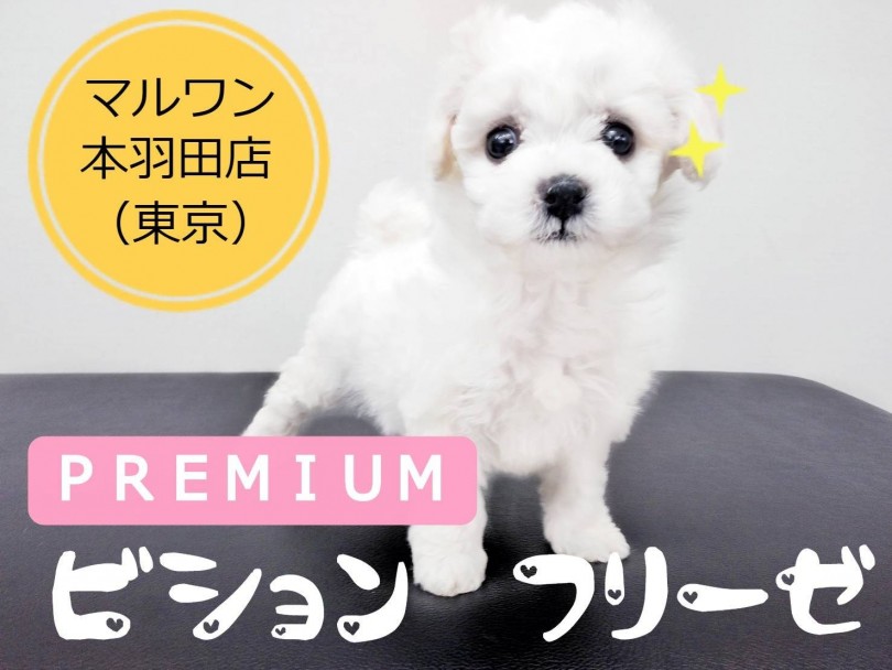 【 ビションフリーゼ 】プレミアムビションを東京大田区で発見！！