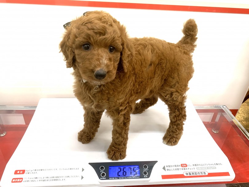体重は2.675kg！生後約2ヶ月ですよ！？ | スタンダード・プードル （140424） - 横浜 元町店