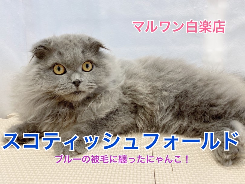 【 スコティッシュフォールド 】ブルーの被毛を纏った甘えん坊にゃんこ！