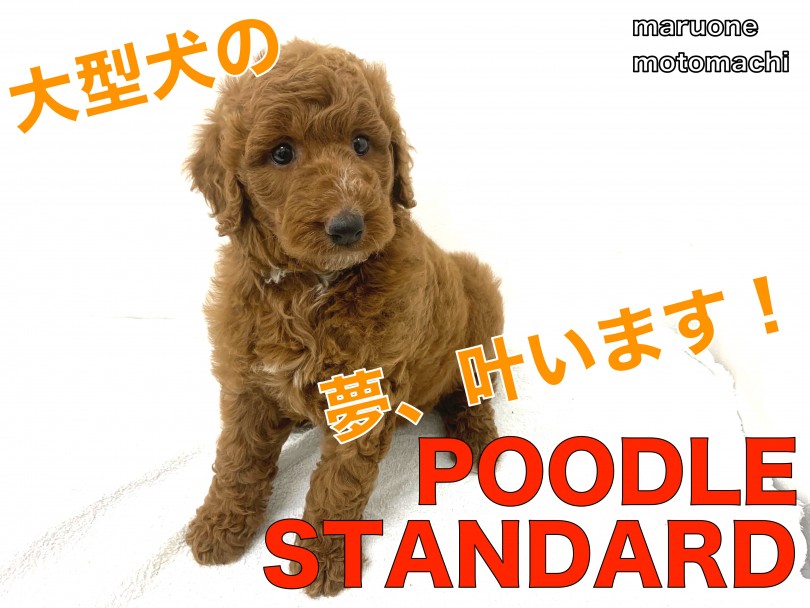 【 スタンダードプードル 】大型犬の夢叶います！抱きしめたくなること必至！